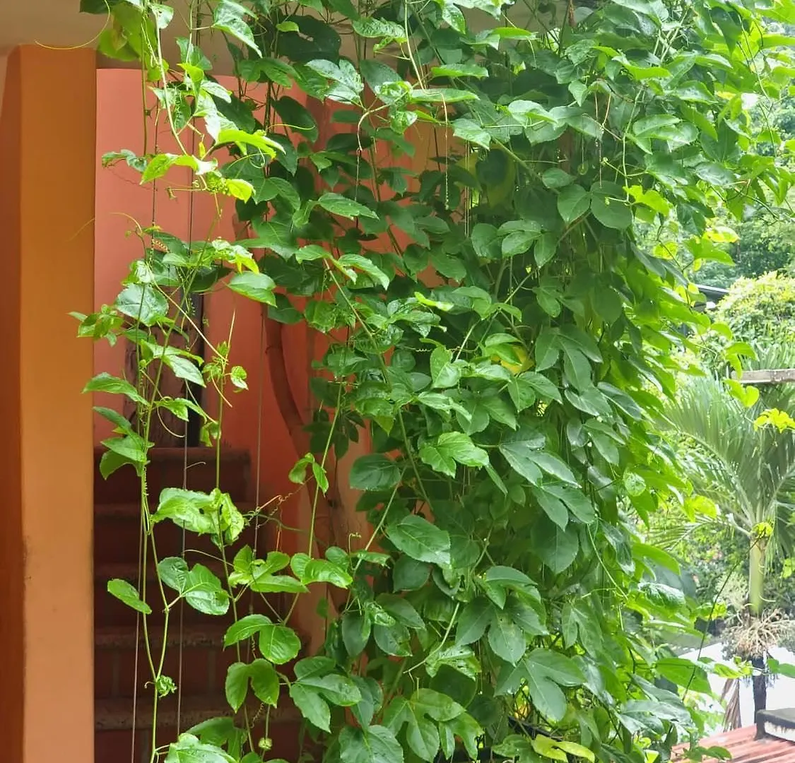 La Posada Pacifica Puerto Vallarta México